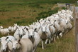 herde von schafen in schottland