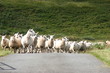 schafe in schottland