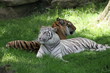 tigers