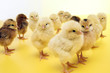 chicken chicken