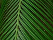tropical leaf
