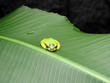 scary frog