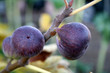 plump ripe figs