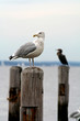 seagull perched