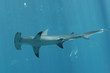 hammerhead hammerhead