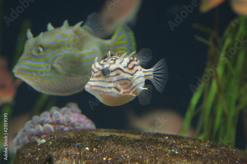 Photo: puffer fish puffer fish