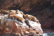 seals
