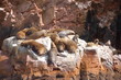 seals
