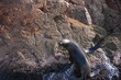 seal