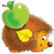 hedgehog
