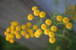 gelbe blüten