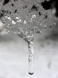 iced water