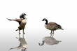 geese