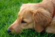 the golden retriever