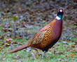 pheasant