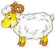 white ram