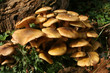 touffe de champignons - im'py