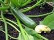 zucchini in field/land. vegetable