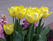 yellow tulips