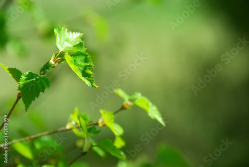 spring tree