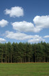 tree line with cumulus clouds tree line with cumulus clouds