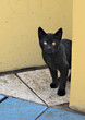 stray black kitten