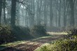 le chemin dans la lande. le chemin dans la lande.