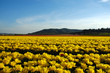 campo di tulipani in provenza