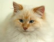 my beautiful cat