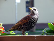 starling bird perching. sturnus vulgaris starling bird perching. sturnus vulgaris