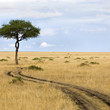 Image : masai mara