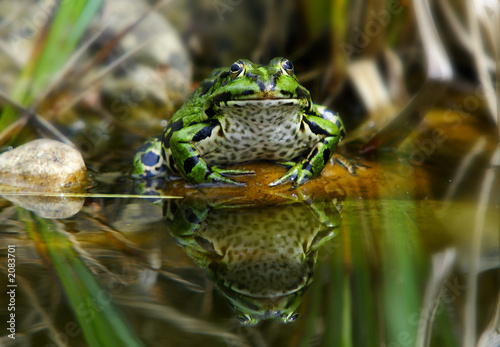 frosch frosch