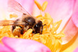 abeille butineuse