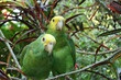 duo