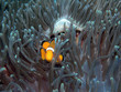 nemo fish
