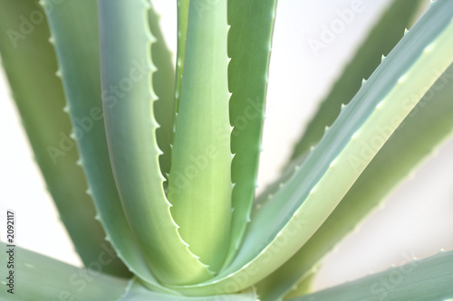 aloe vera aloe vera