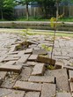 life finds a way
