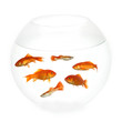 fish in a bowl