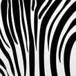 zebra pattern zebra pattern