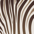 zebra pattern zebra pattern