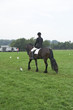 dressage