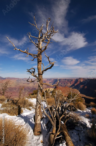 Photo: grand canyon grand canyon