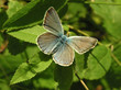 the sky indigo butterfly everes argiades