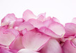 pink rose petals