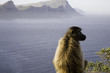 baboons ou singe d’afrique du sud baboons ou singe d’afrique du sud