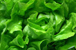 butterhead lettuce 1