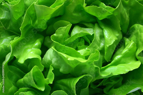 Photo: butterhead lettuce 1 butterhead lettuce 1