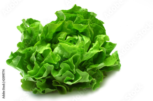 Photo: butterhead lettuce 2 butterhead lettuce 2