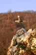 torre di avvistamento monticelli brusati, brescia