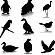bird silhouettes